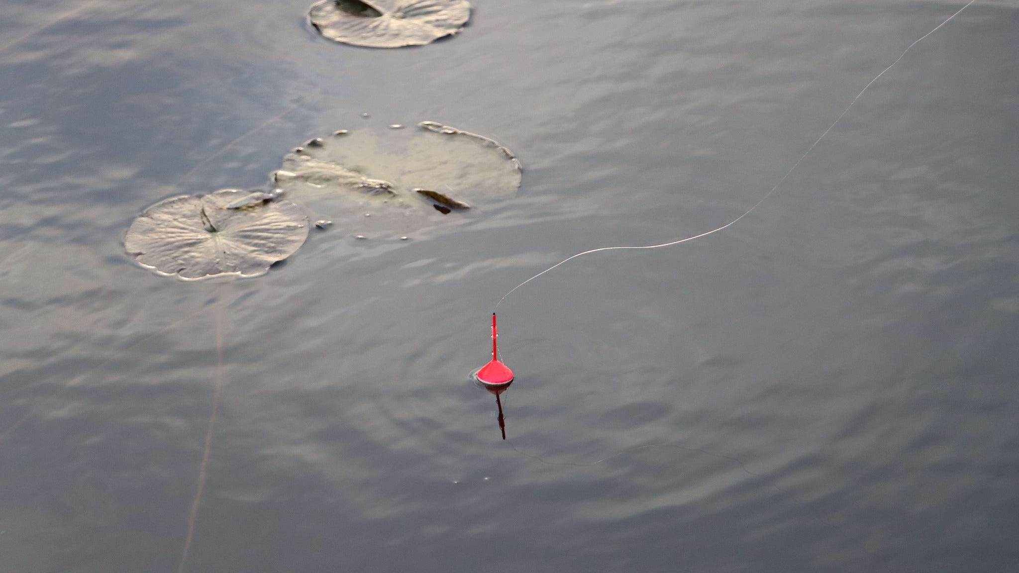 Cork fixed fishing float on water with lily pads. 